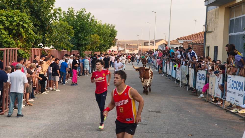 Multitudinario segundo encierro en Macotera