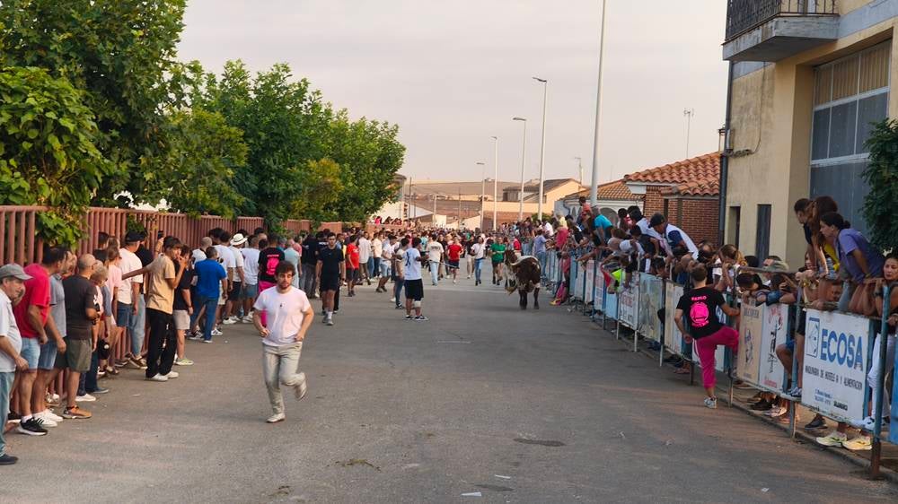 Multitudinario segundo encierro en Macotera