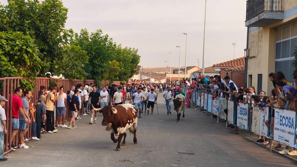 Multitudinario segundo encierro en Macotera