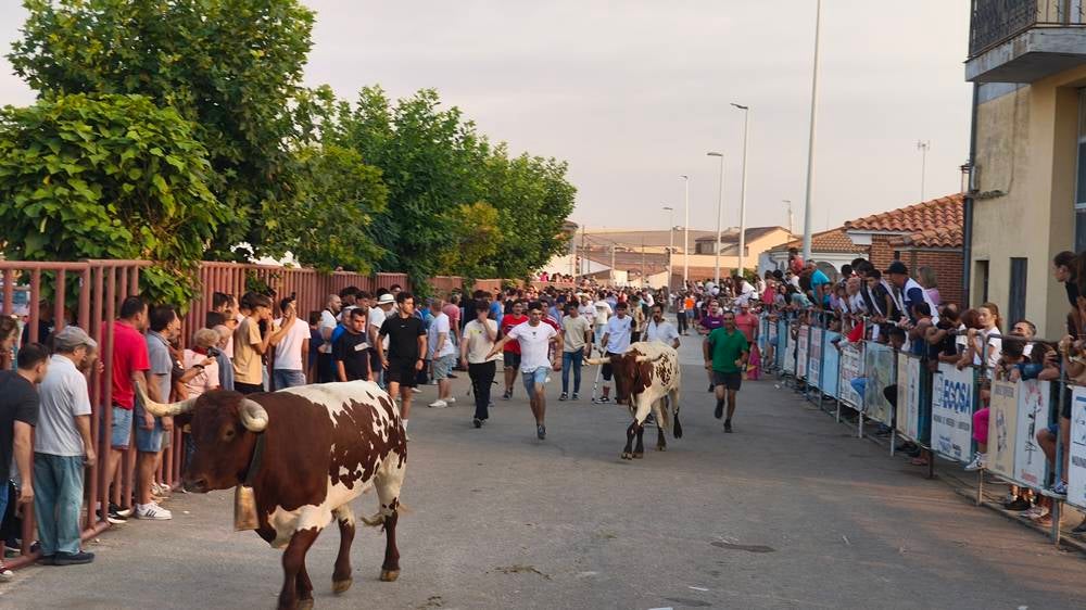 Multitudinario segundo encierro en Macotera