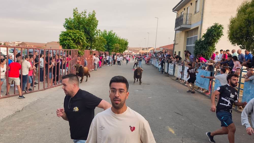 Multitudinario segundo encierro en Macotera