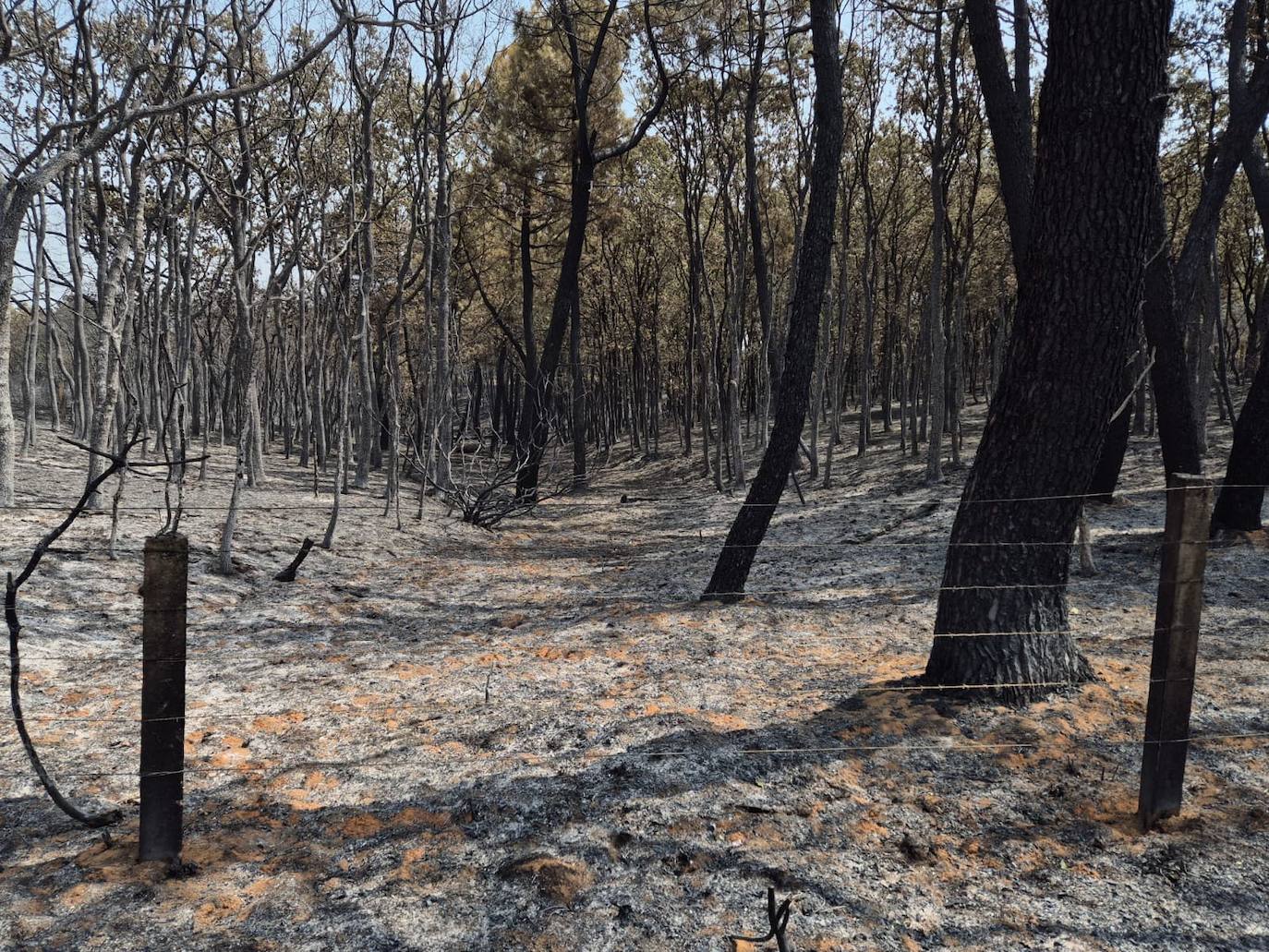 Imagen secundaria 1 - Imagen de parte de la superficie calcinada por el incendio declarado en El Payo.