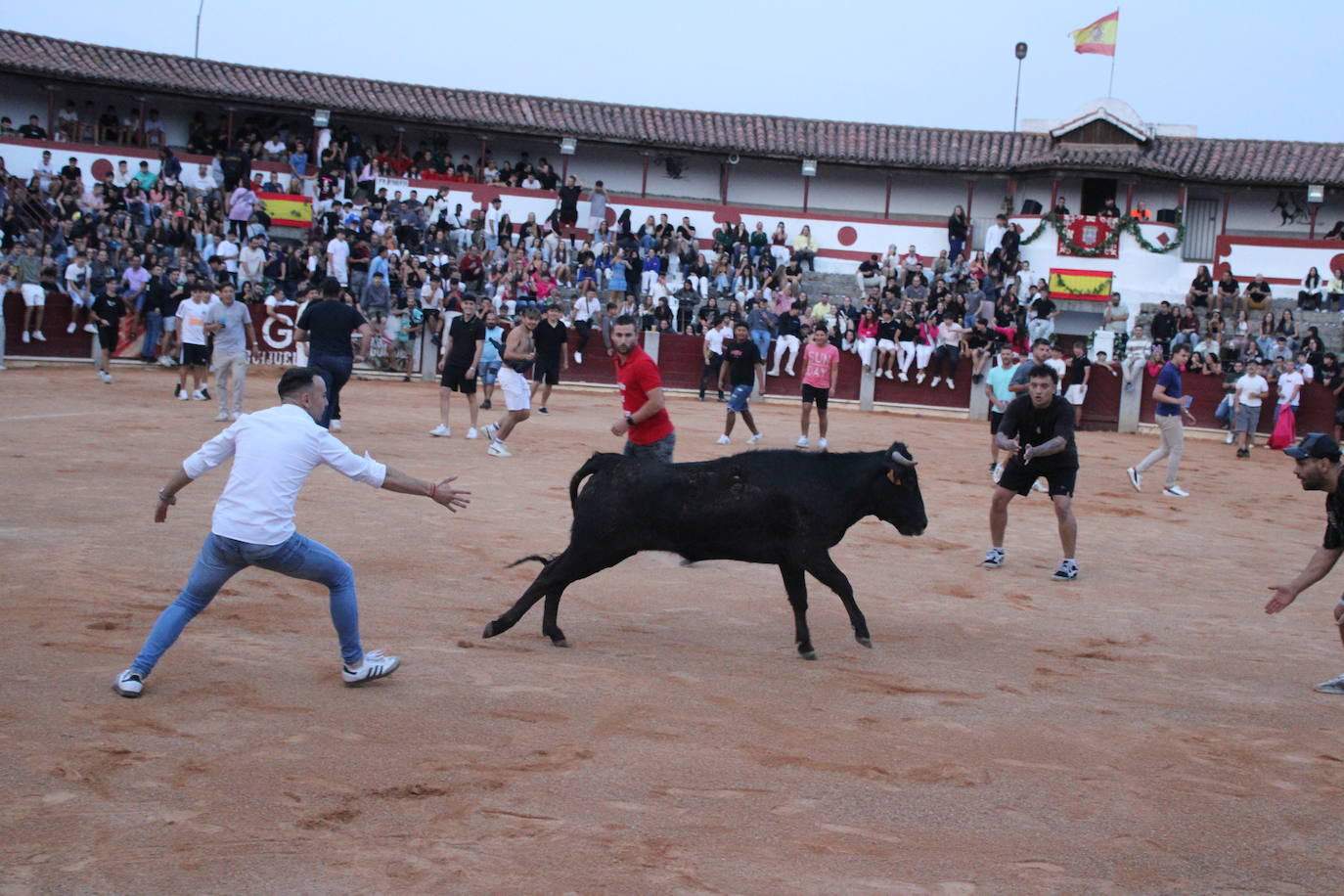 Guijuelo vive con intensidad la vaquilla del aguardiente