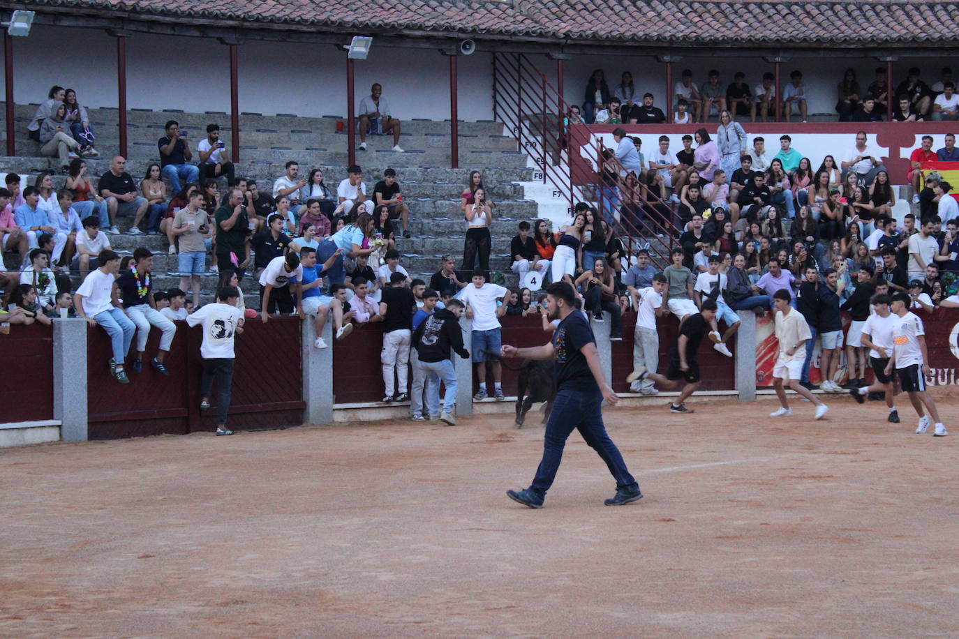Guijuelo vive con intensidad la vaquilla del aguardiente