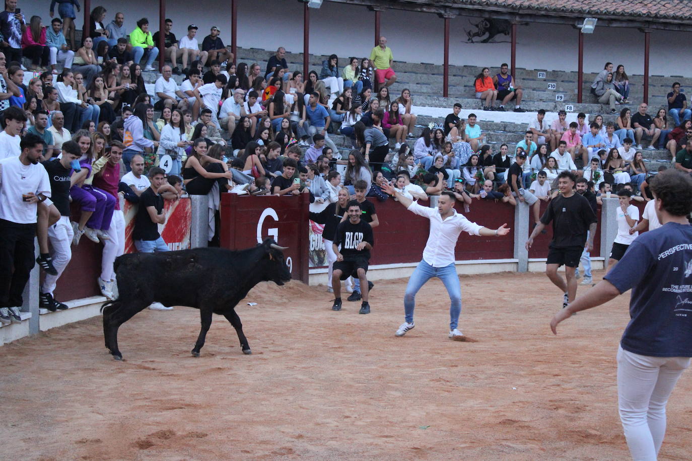 Guijuelo vive con intensidad la vaquilla del aguardiente