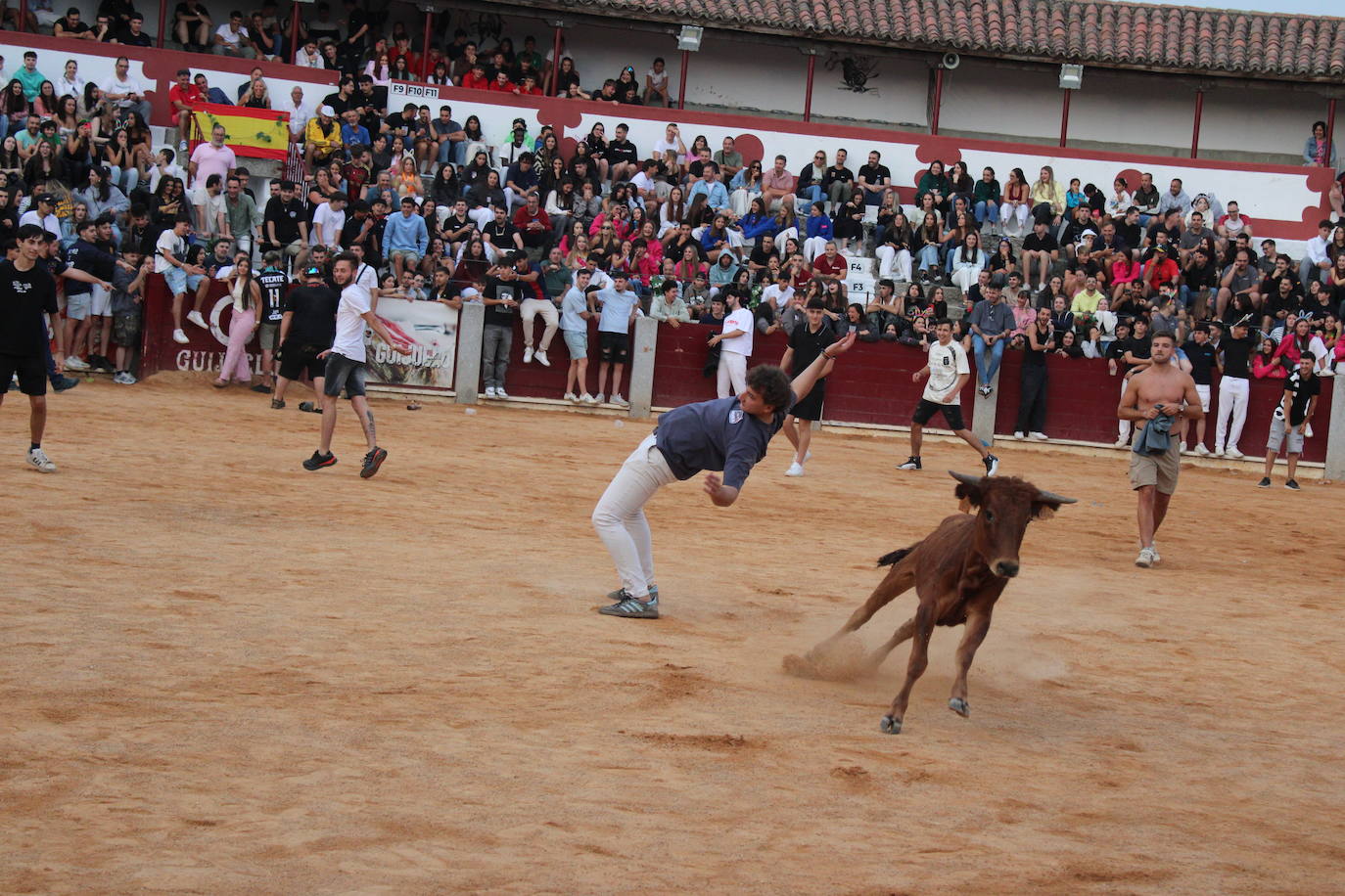 Guijuelo vive con intensidad la vaquilla del aguardiente