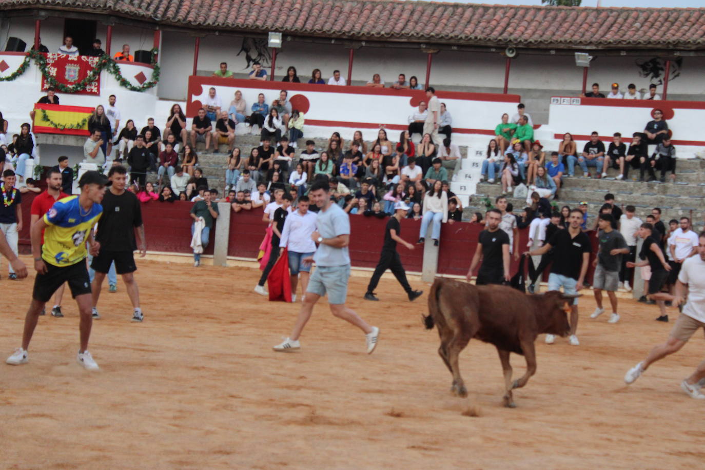 Guijuelo vive con intensidad la vaquilla del aguardiente