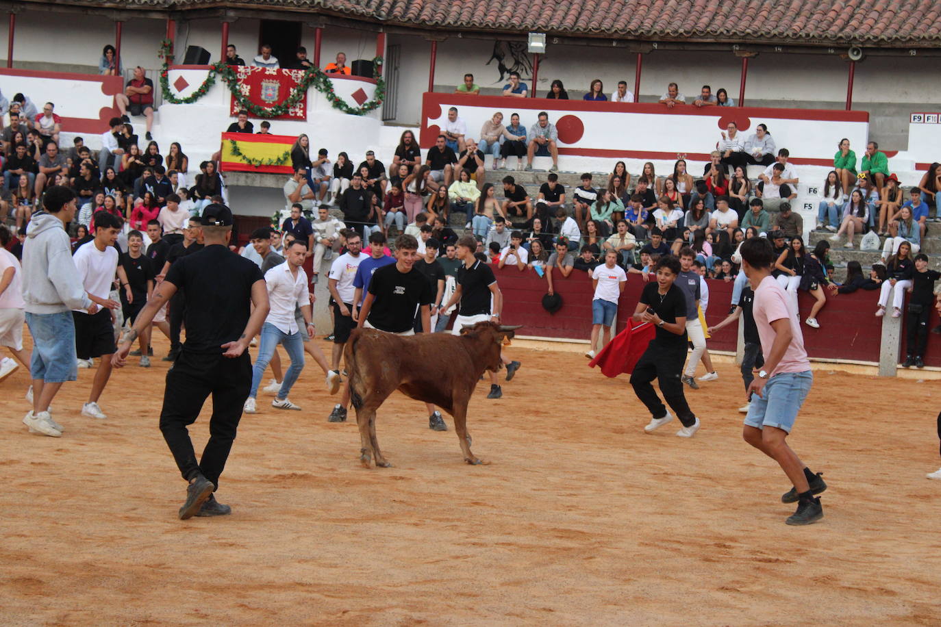 Guijuelo vive con intensidad la vaquilla del aguardiente