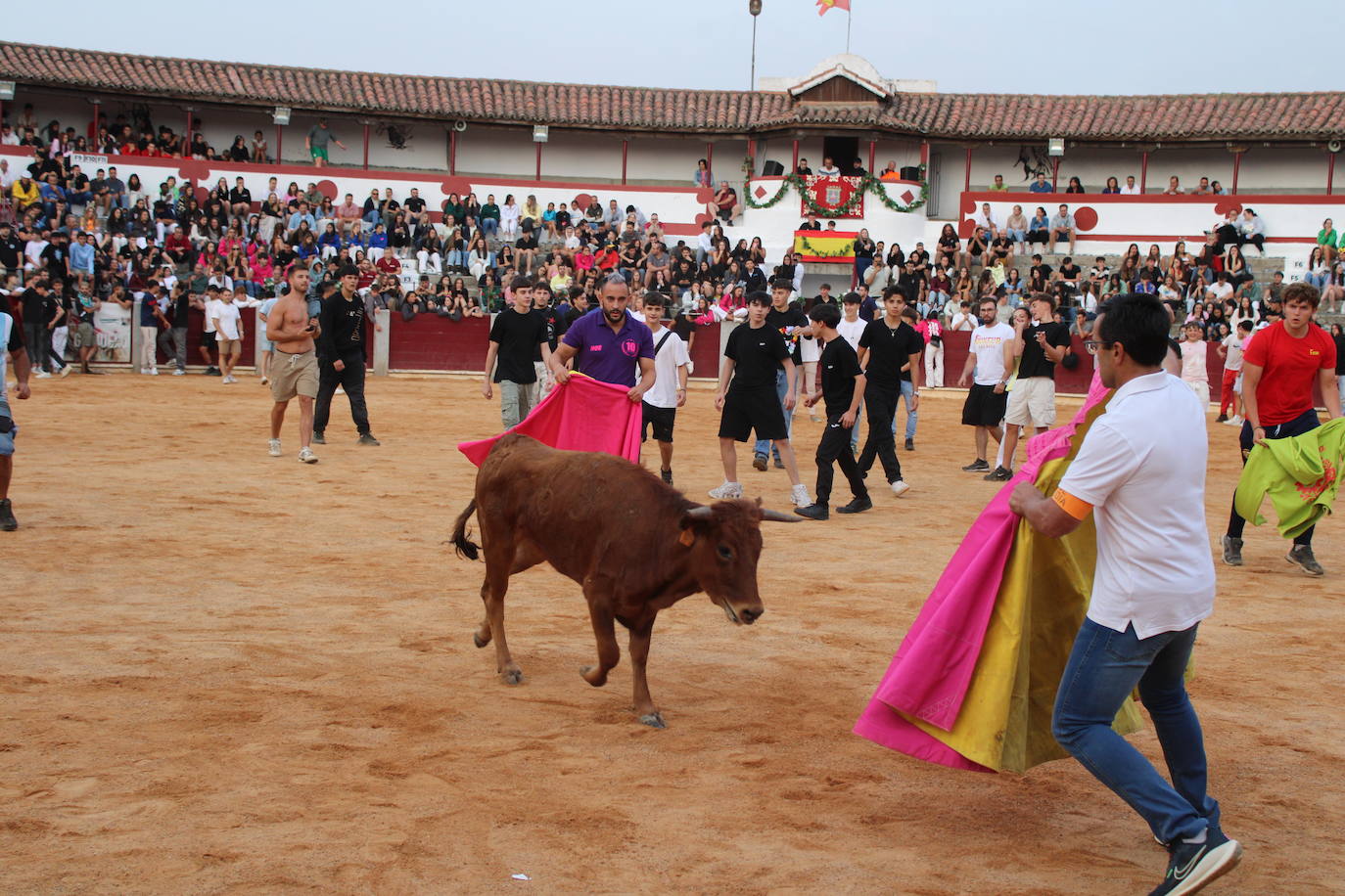 Guijuelo vive con intensidad la vaquilla del aguardiente