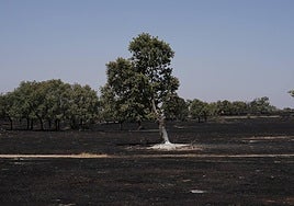 Imagen de una zona calcinada por el fuego en Cipérez.