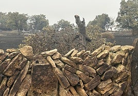 Robles y encinas quemados por el incendio de Cipérez.