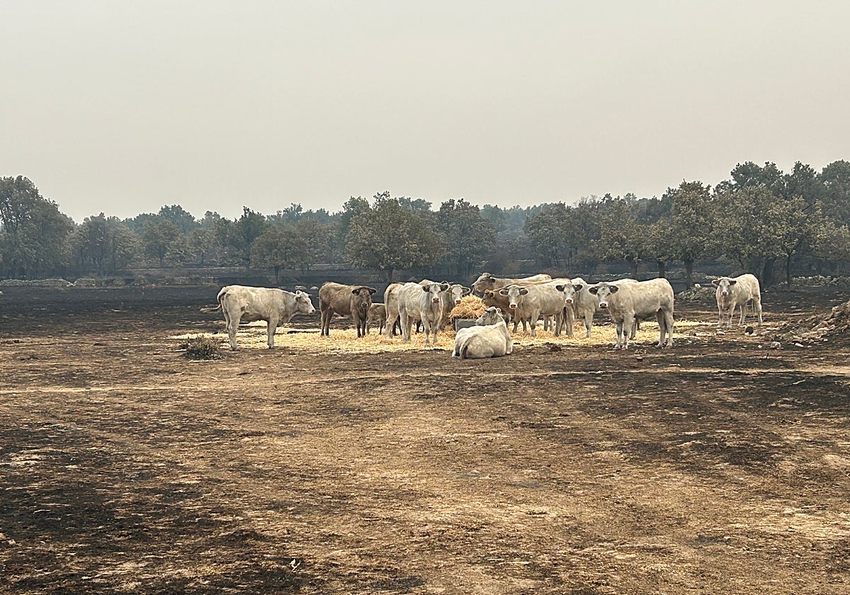 Vacas, en las proximidades de Espadaña, este lunes, tras el fuego.