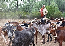 Sikko, con las 'cabras bombero' que pastoreó durante años.