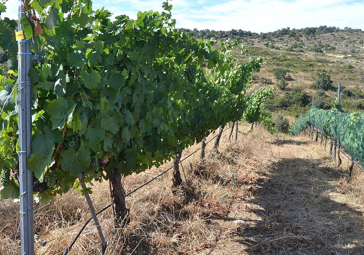 Un viñedo situado en las Arribes del Duero.