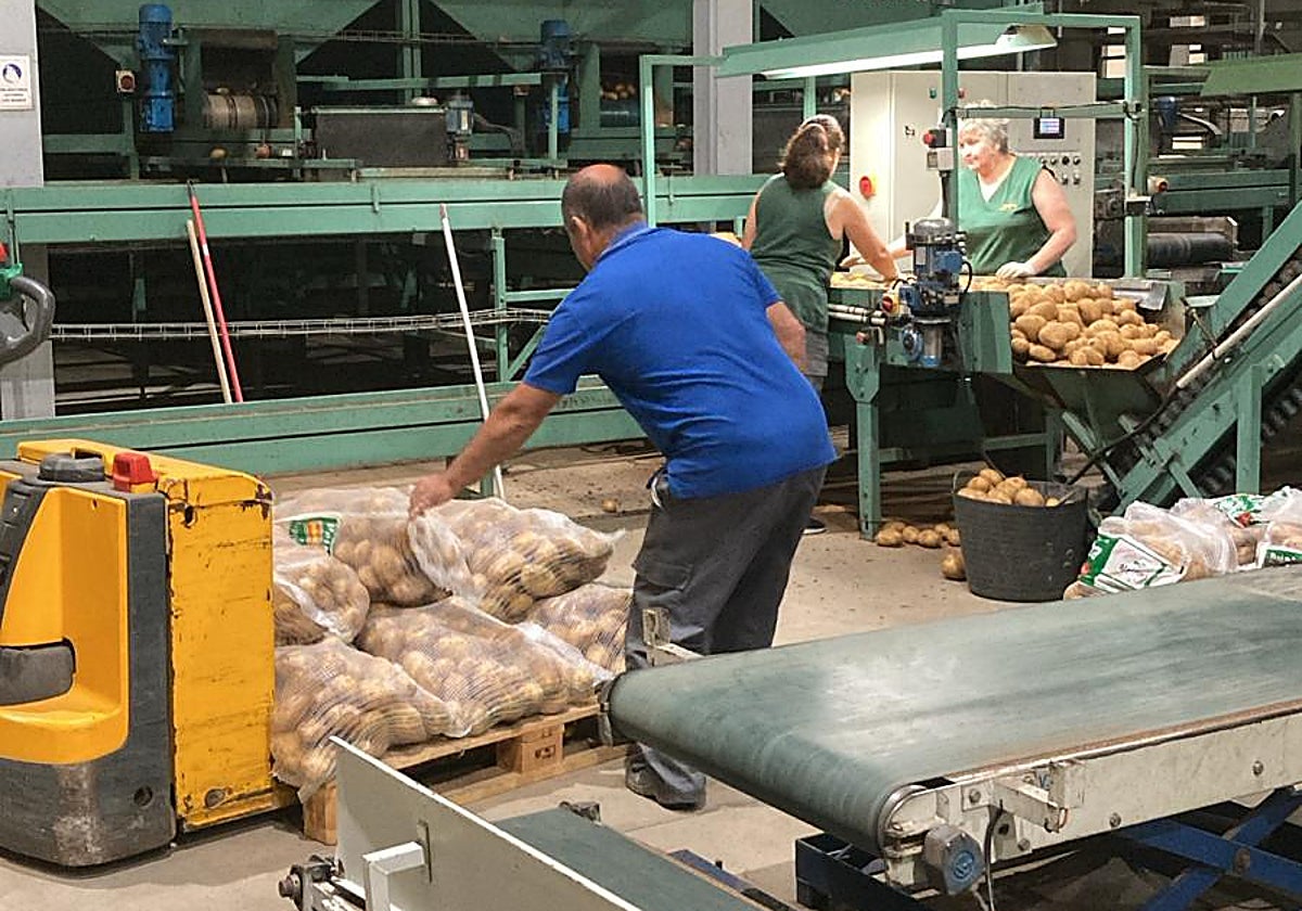 Preparación de patata en una cooperativa.