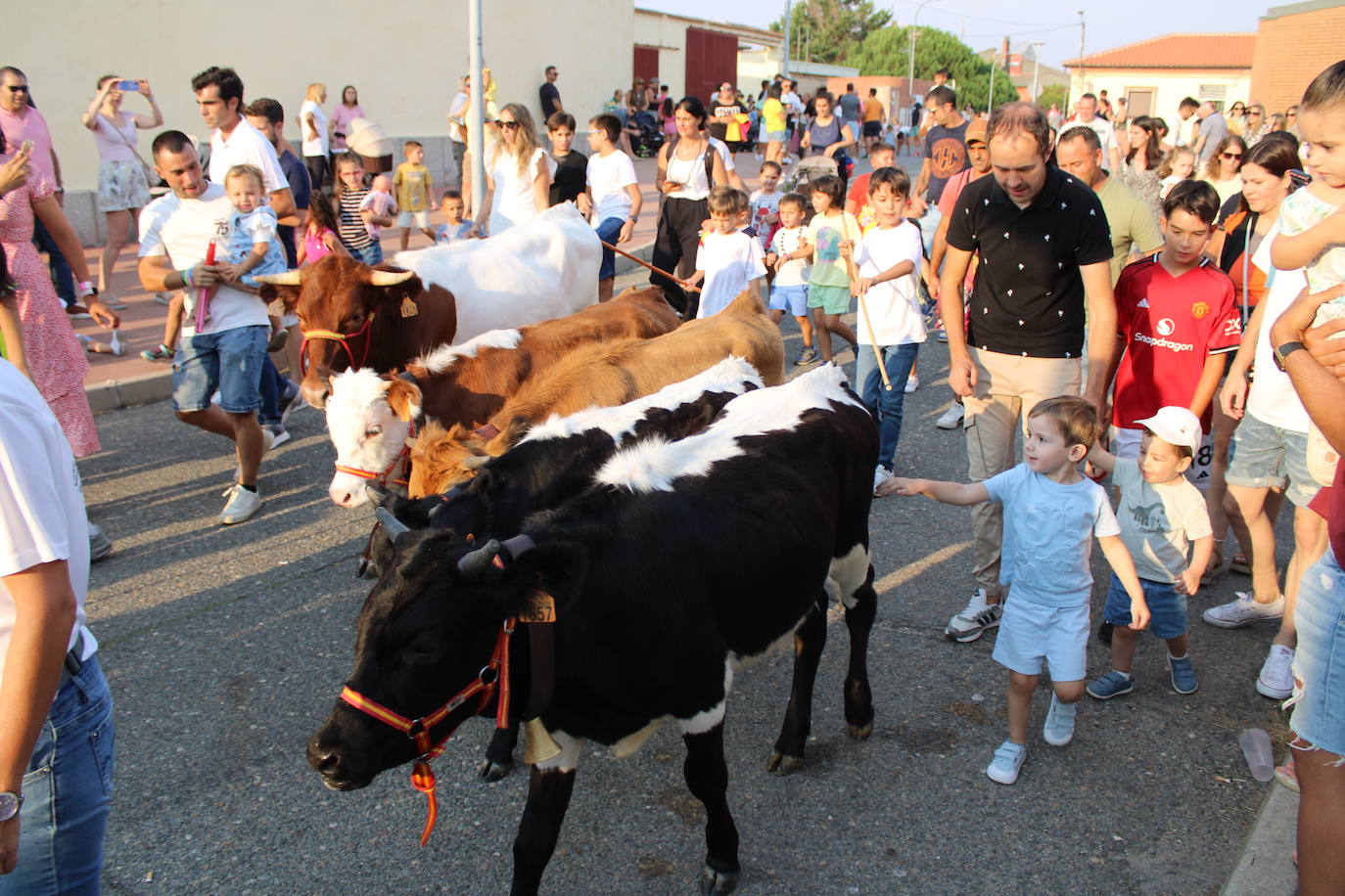 Guijuelo vive con intensidad la vaquilla del aguardiente