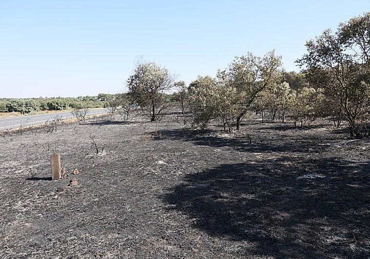 Imagen del incendio declarado en el pinar de Alba.