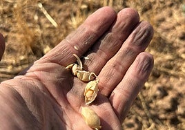 Vainas de garbanzos pedrosillanos con la legumbre todavía en su interior.