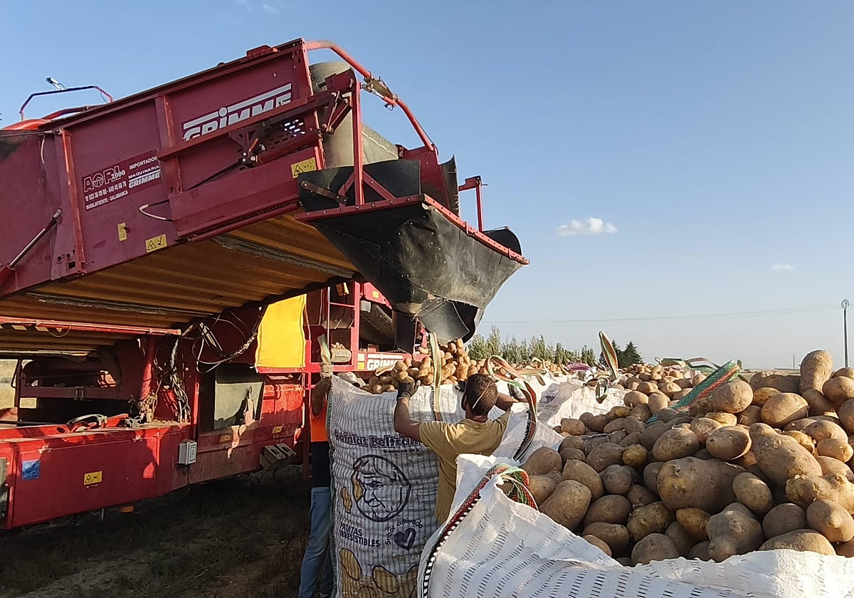 Cosecha de patatas en Cantalapiedra.