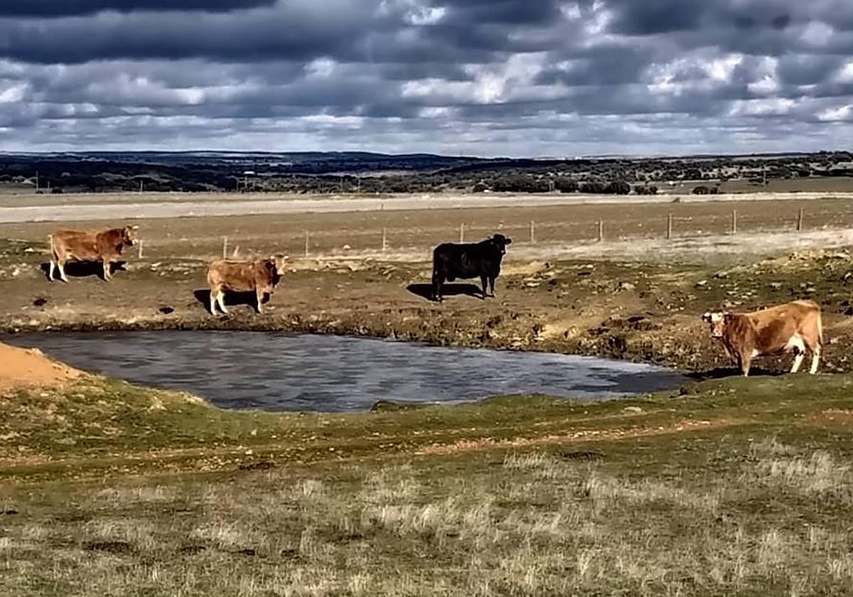 Ganado vacuno alrededor de una charca.
