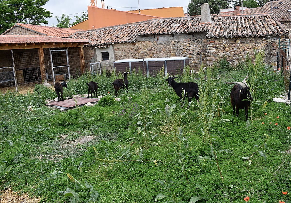 Cabras de las mesetas, en la limpieza de una parcela.