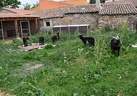 Cabras de las mesetas, en la limpieza de una parcela.