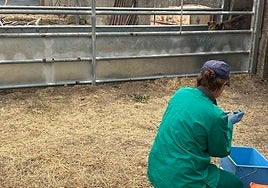 Una veterinaria realiza el saneamiento ganadero.