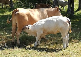 Un ejemplar vacuno hembra, amamantando a su ternero en el campo.