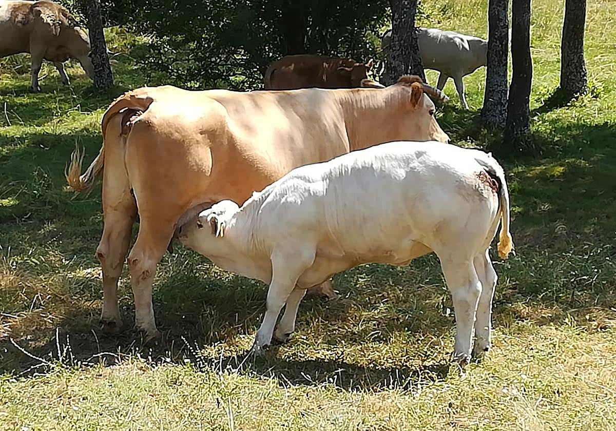 Un ejemplar vacuno hembra, amamantando a su ternero en el campo.