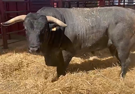 Espectacular entrada de moruchas para Salamaq