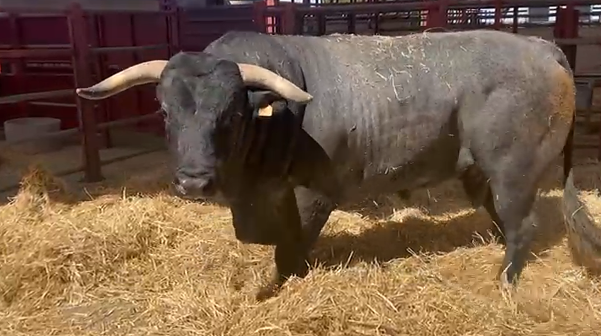 Espectacular entrada de moruchas para Salamaq