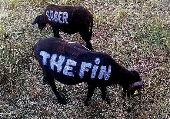 Los mensajes en movimiento creados por el artista Alfredo Omaña.