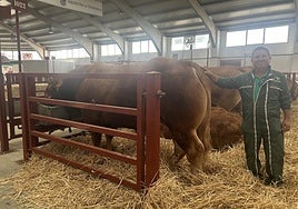 David Casas con «Trianero», toro raza limusín de unos 1.500 kilos de peso.
