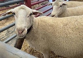 Consulta el programa completo de actividades en Salamaq este jueves 4 septiembre