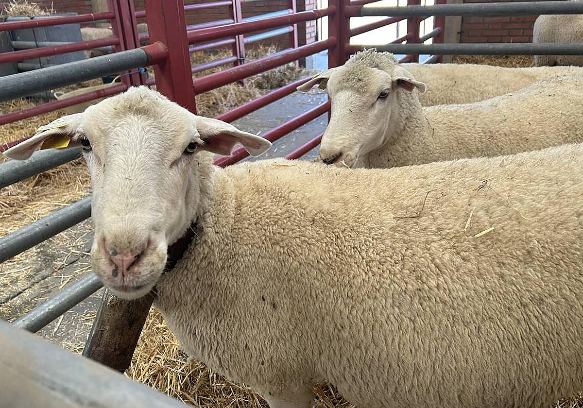 Consulta el programa completo de actividades en Salamaq este jueves 4 septiembre