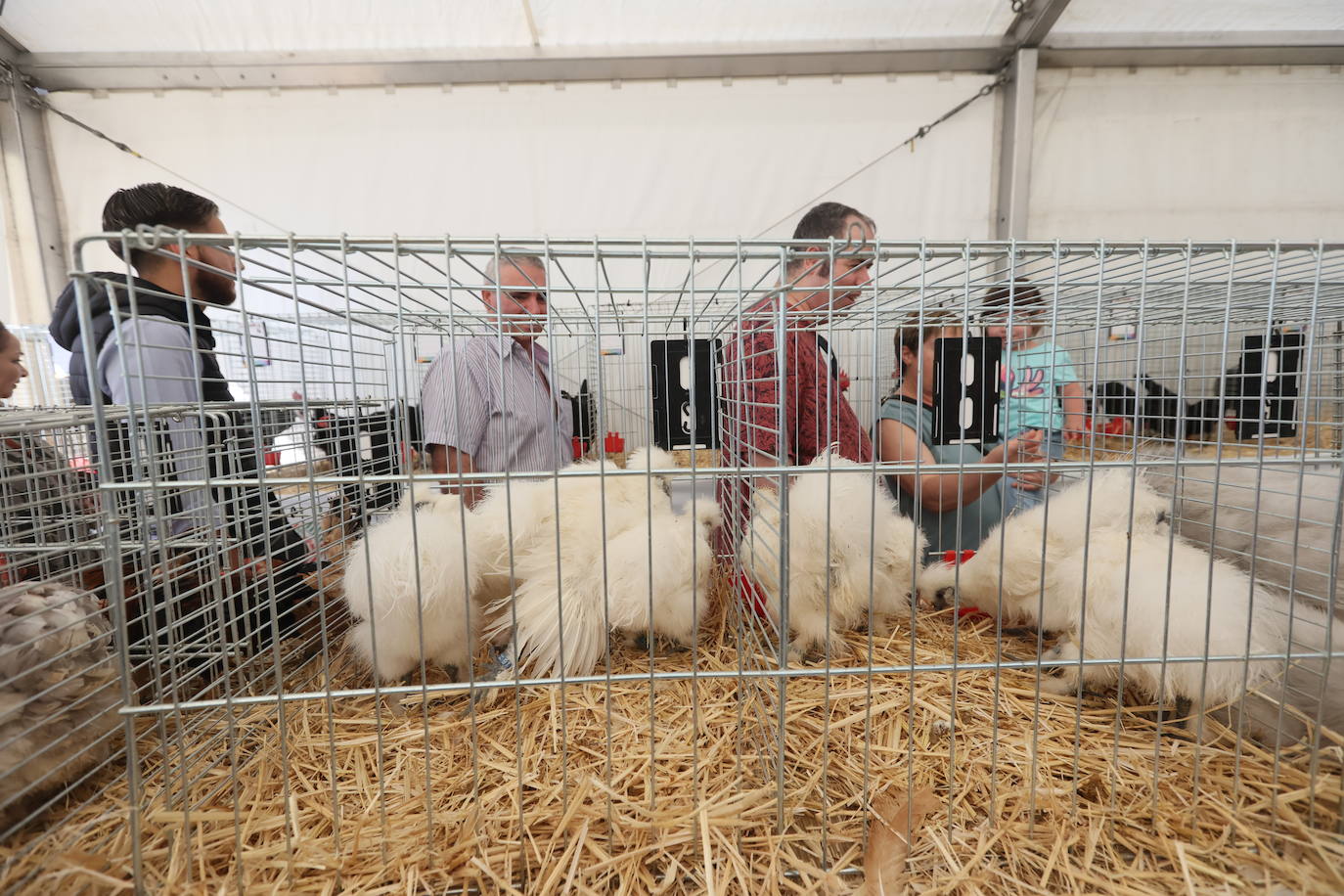 Las mejores imágenes del primer día de Salamaq 2025