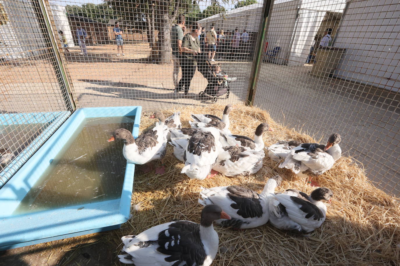 Las mejores imágenes del primer día de Salamaq 2025