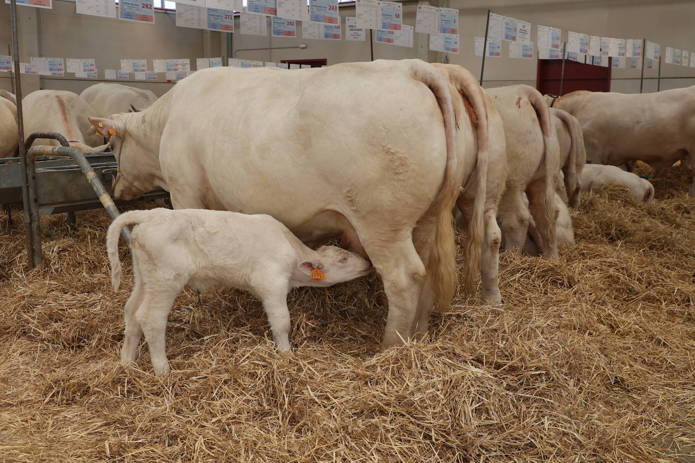 Las mejores imágenes del primer día de Salamaq 2025