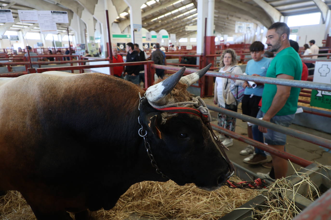 Las mejores imágenes del primer día de Salamaq 2025
