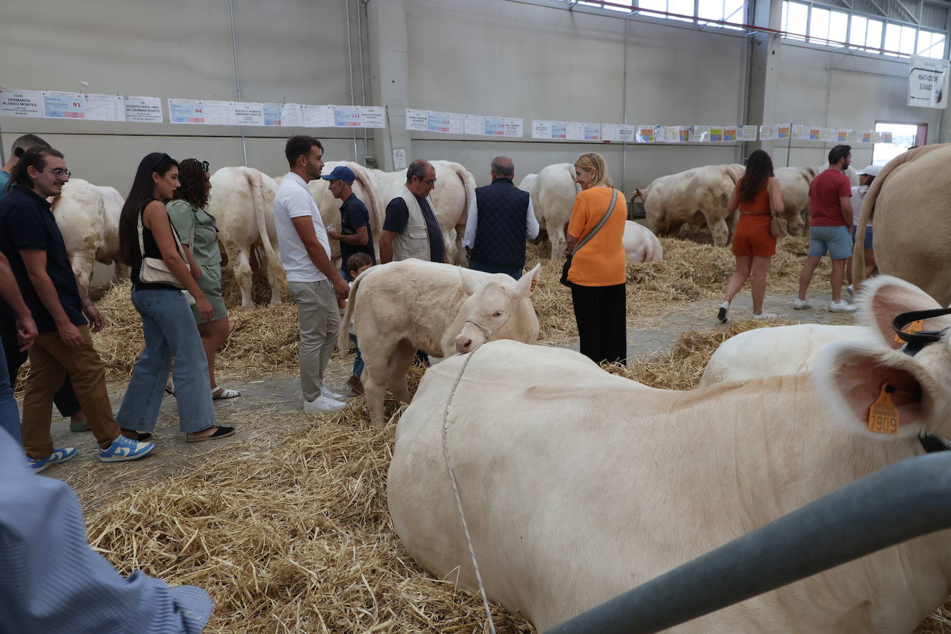 Las mejores imágenes del primer día de Salamaq 2025