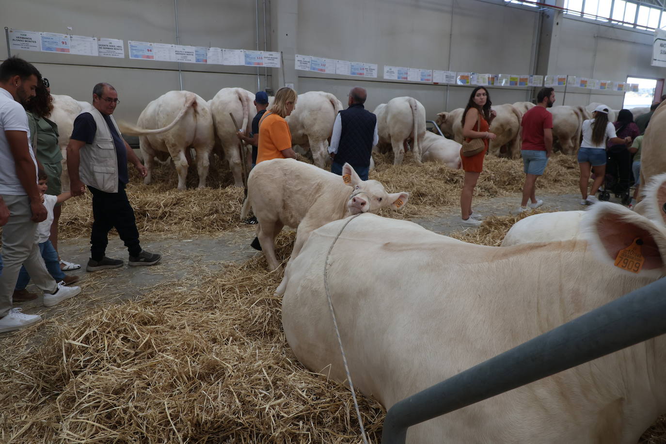 Las mejores imágenes del primer día de Salamaq 2025