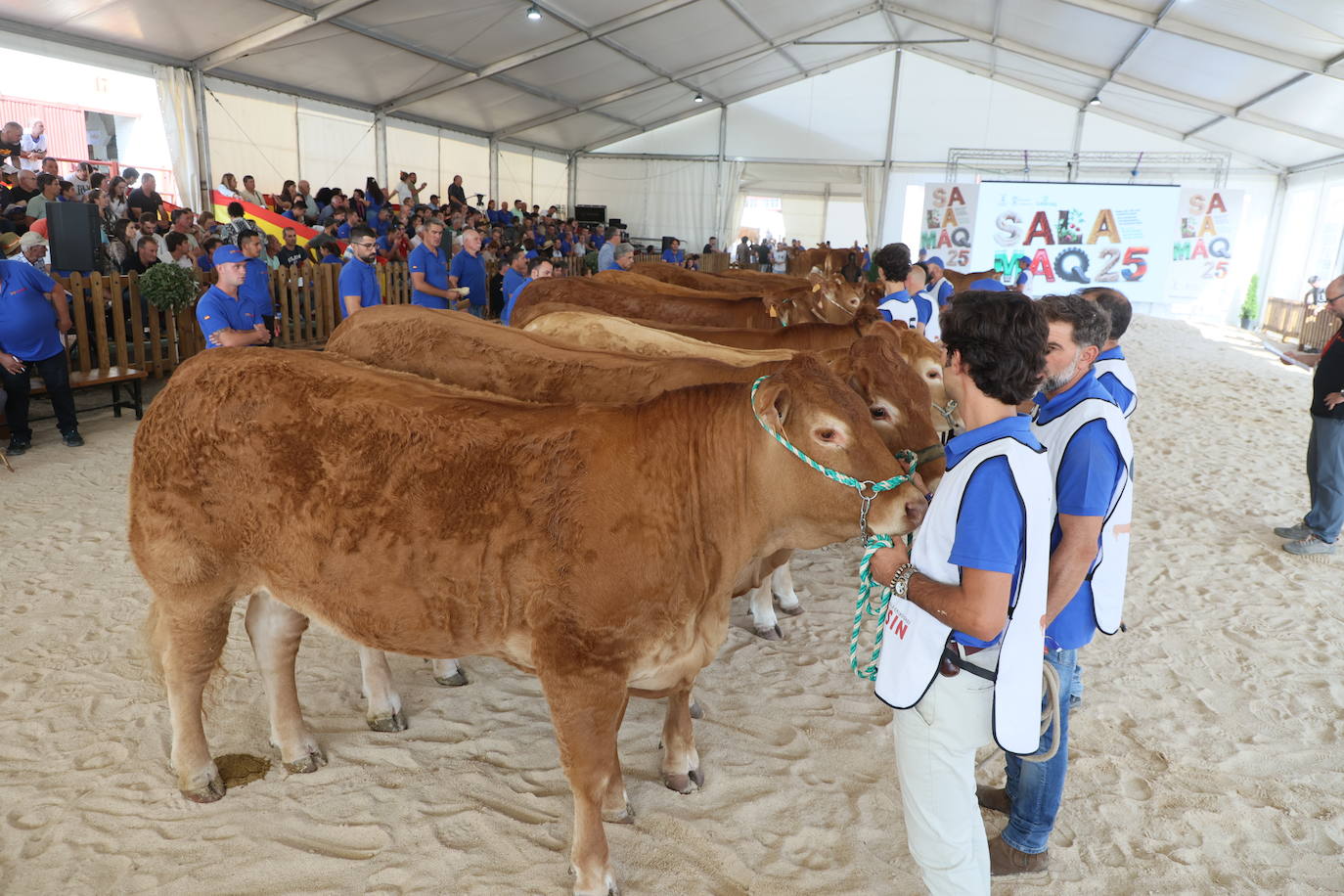 Las mejores imágenes del primer día de Salamaq 2025