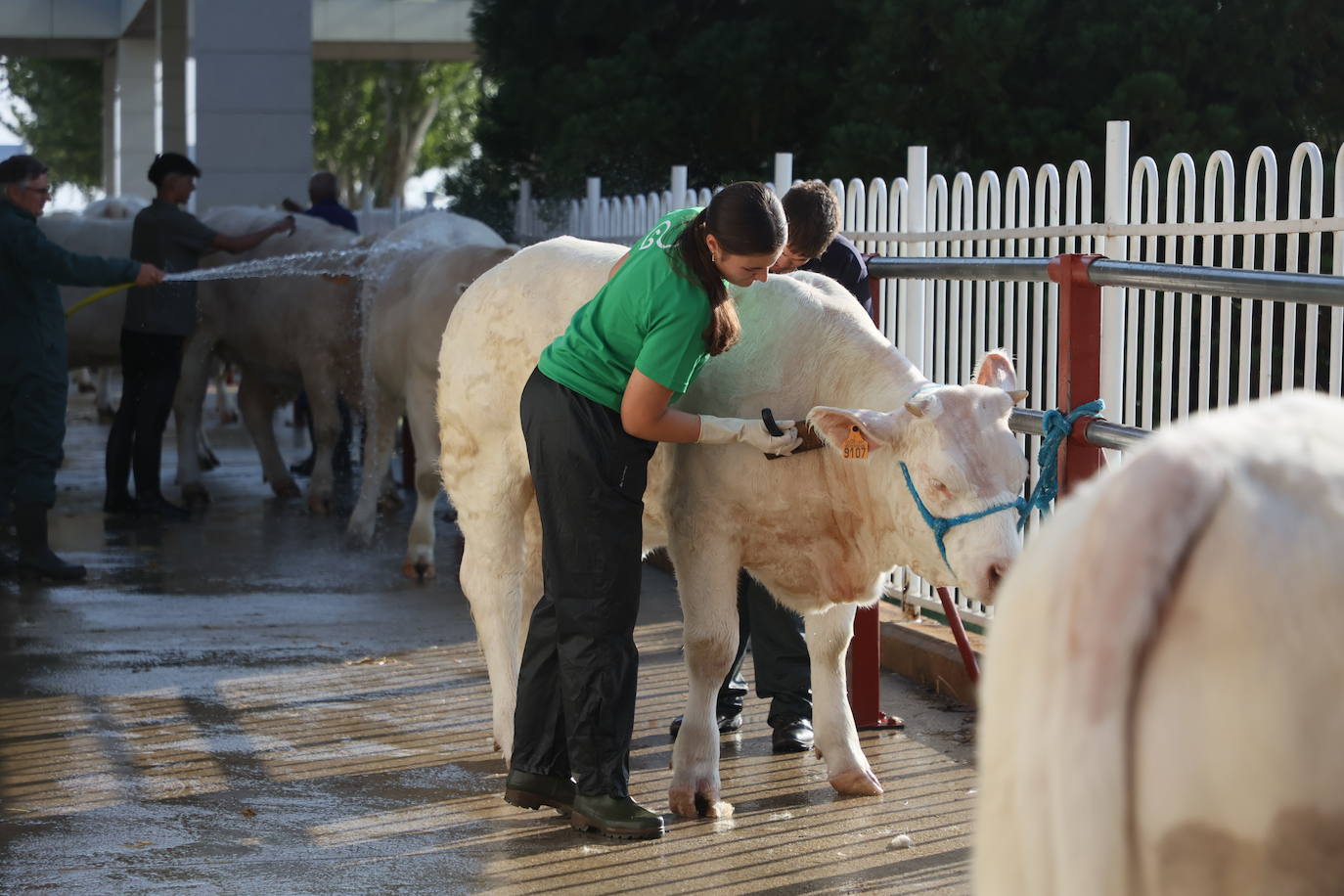 Las mejores imágenes del primer día de Salamaq 2025