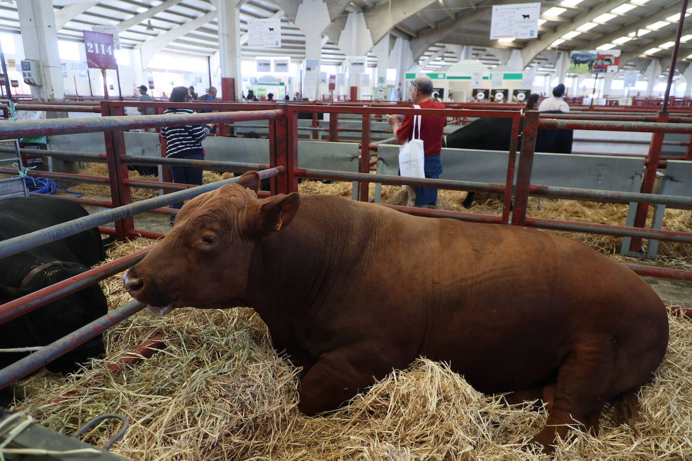 Las mejores imágenes del primer día de Salamaq 2025