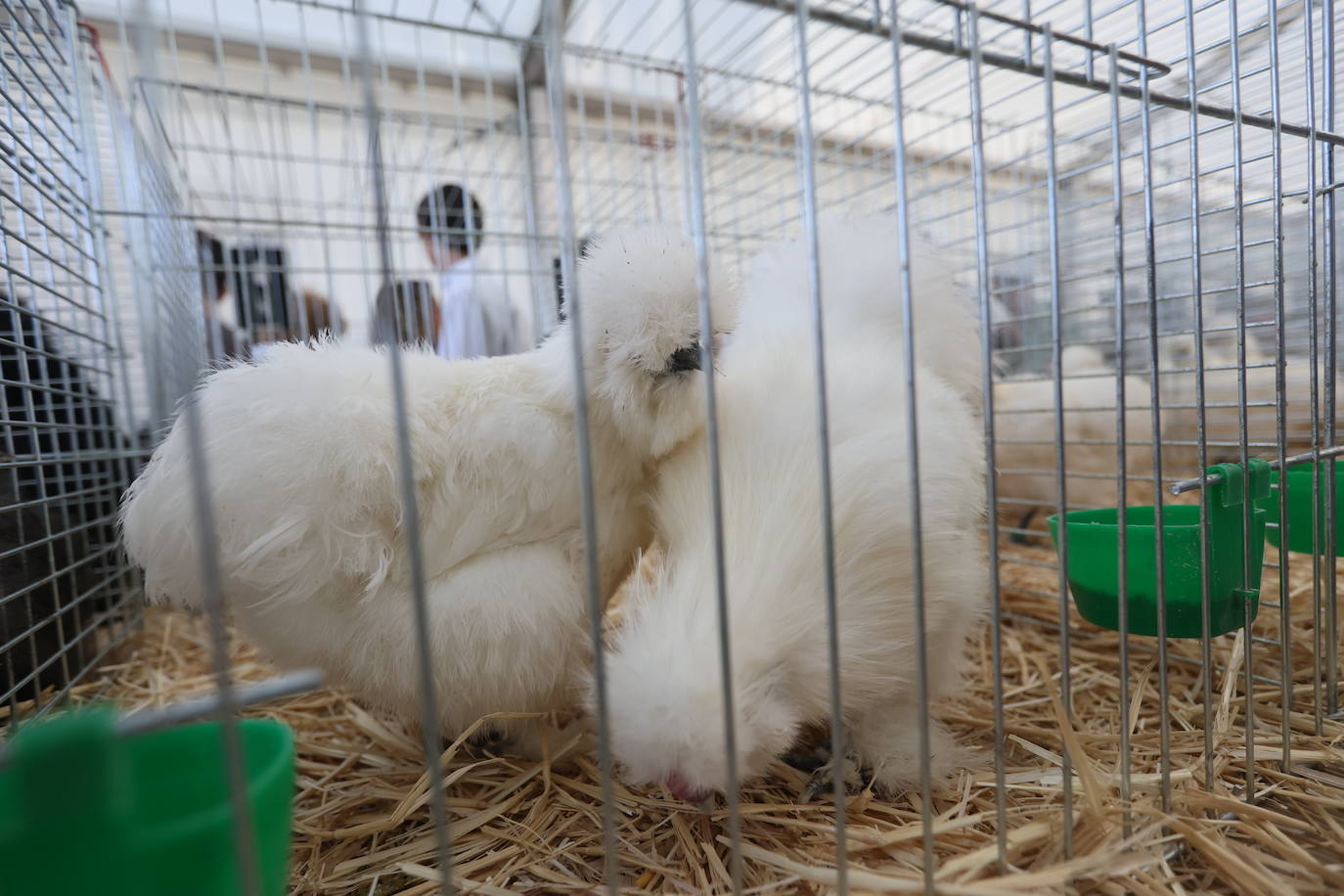 Las mejores imágenes del primer día de Salamaq 2025