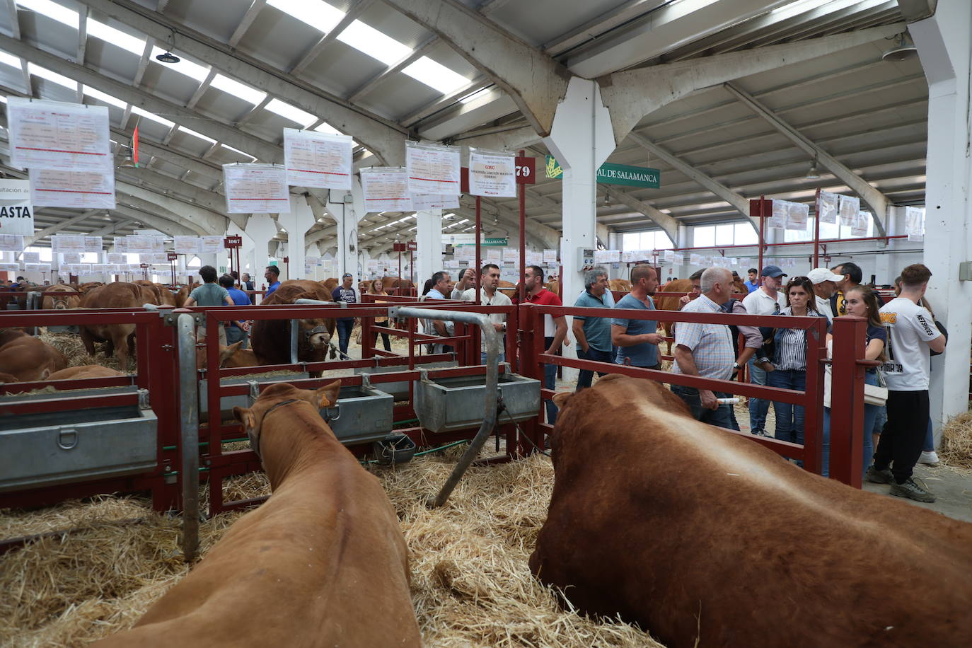 Las mejores imágenes del primer día de Salamaq 2025