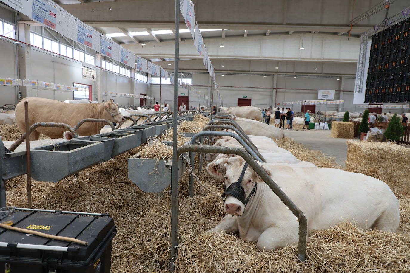 Las mejores imágenes del primer día de Salamaq 2025