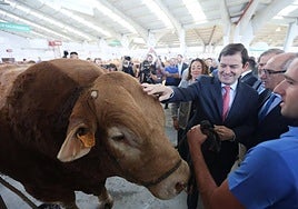 El presidente de la Junta de Castilla y León, Alfonso Fernández Mañueco, acariciando a Pocholo en la mañana de este jueves.