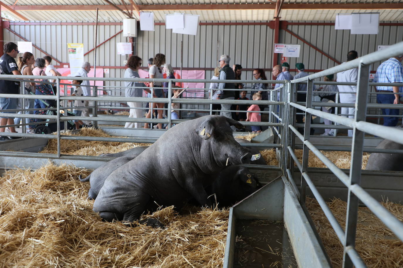 Las mejores imágenes del segundo día de Salamaq 2025
