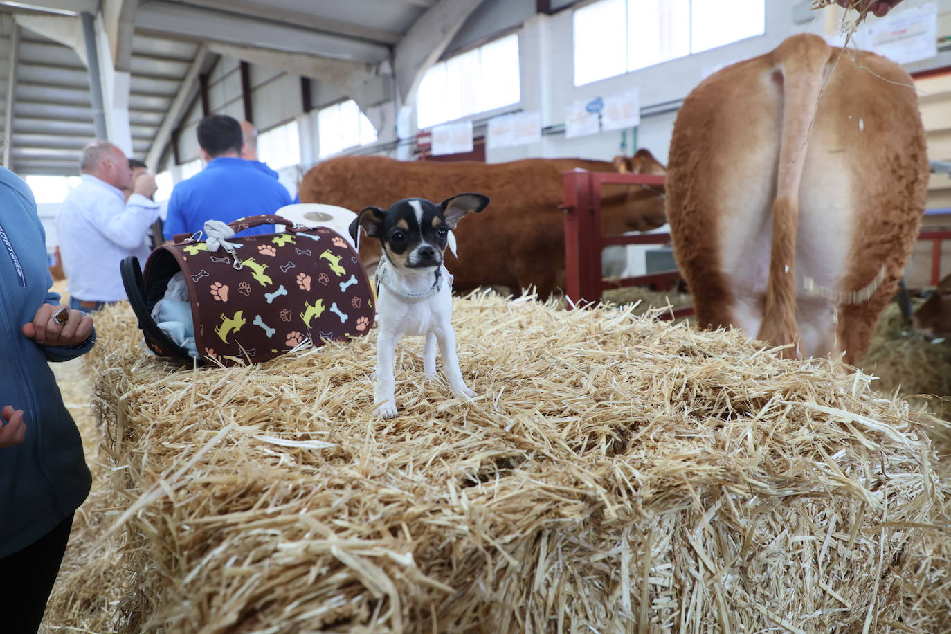 Las mejores imágenes del segundo día de Salamaq 2025